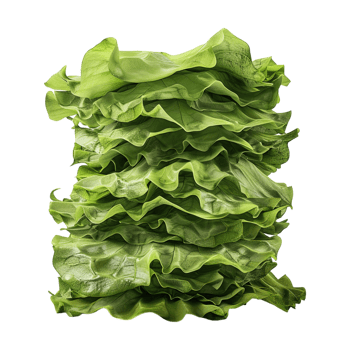 Leaf lettuce Plant on Transparent Background png