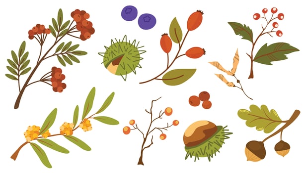 Cute autumn set of different berries, leaves and fruits. Seasonal fall blueberry, chestnut, pea leaf, ashberry, barberry and acorn. Autumnal flat illustration isolated on white background vector