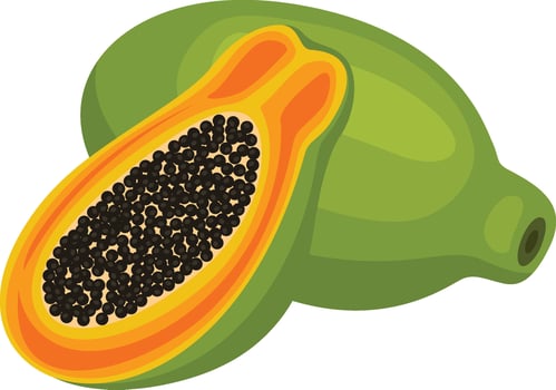 Ripe whole and half papaya vector