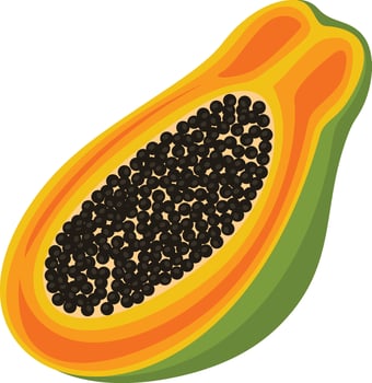 Half ripe papaya isolated on white vector