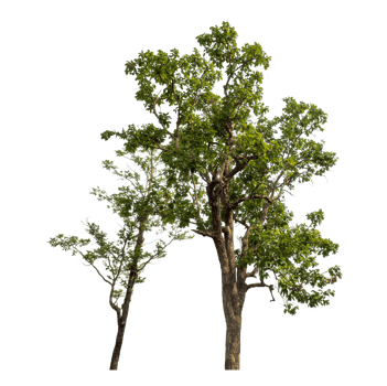 Green tree isolated on transparent background png