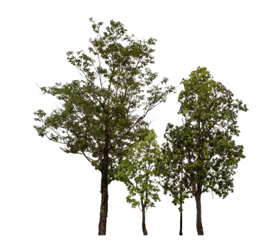 Group of trees isolated on transparent background png