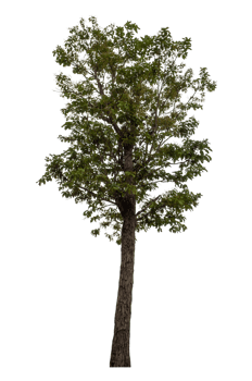 Tree isolated on transparent background png