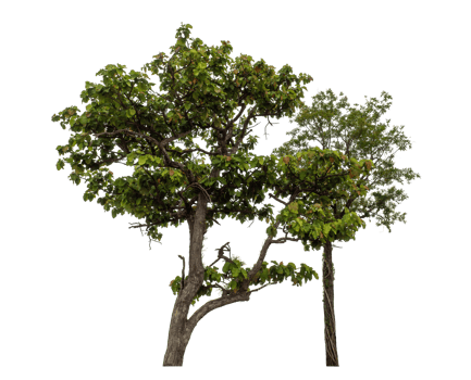 Green tree isolated on transparent background png