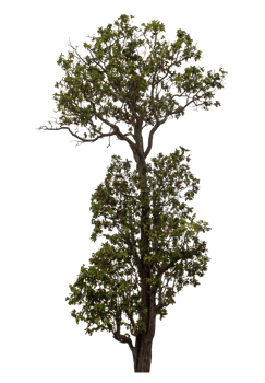 Tree isolated on transparent background png