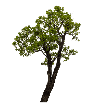 Green tree isolated on transparent background png