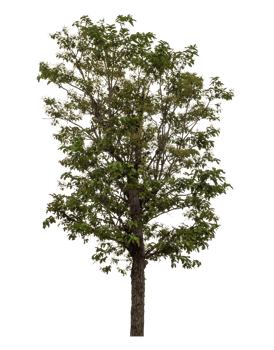 Green tree isolated on transparent background png