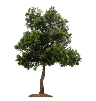 Green tree isolated on transparent background png