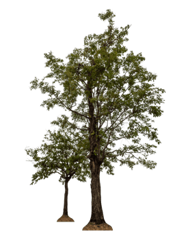 Tree isolated on transparent background png