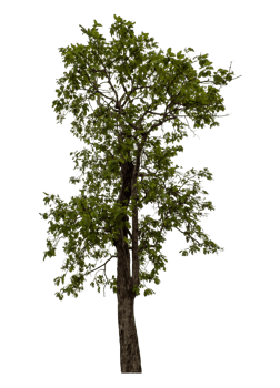 Green tree isolated on transparent background png