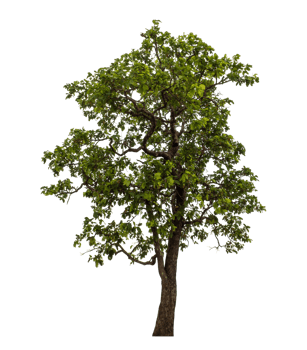 Green tree isolated on transparent background png