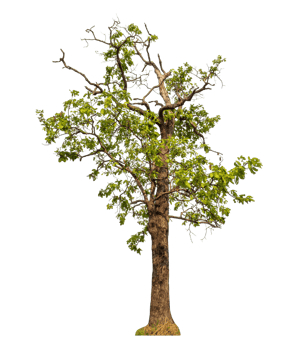 Green tree isolated on transparent background png