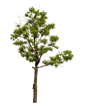 Green tree isolated on transparent background png