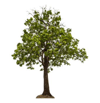 Green tree isolated on transparent background png