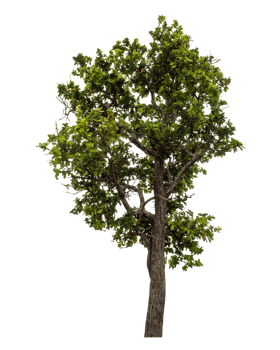 Green tree isolated on transparent background png