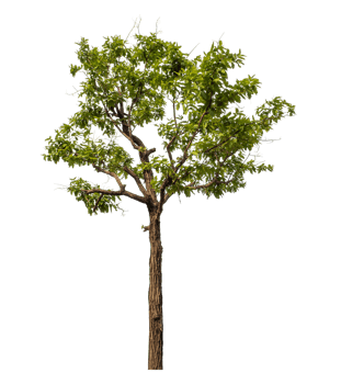 Green tree isolated on transparent background png