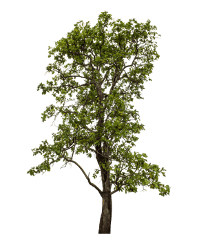 Green tree isolated on transparent background png