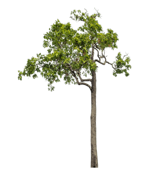 Green tree isolated on transparent background png