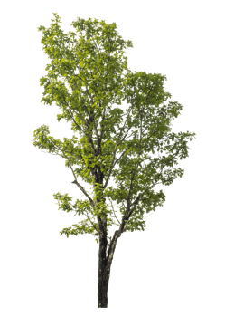 Green tree isolated on transparent background png