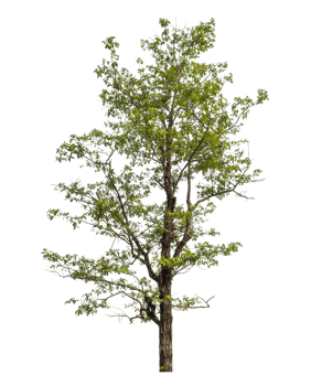 Green tree isolated on transparent background png