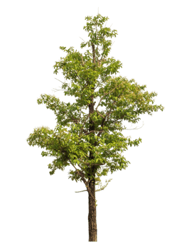 Green tree isolated on transparent background png