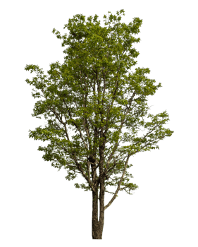 Green tree isolated on transparent background png