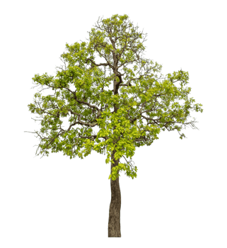 Green tree isolated on transparent background png
