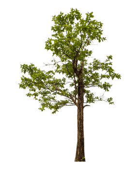 Green tree isolated on transparent background png