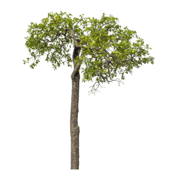 Green tree isolated on transparent background png
