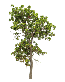 Green tree isolated on transparent background png