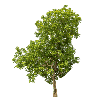 Green tree isolated on transparent background png