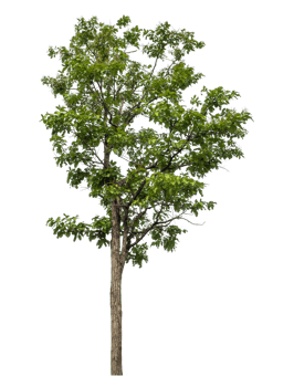 Green tree isolated on transparent background png