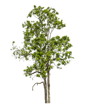 Green tree isolated on transparent background png