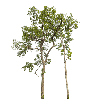 Green tree isolated on transparent background png