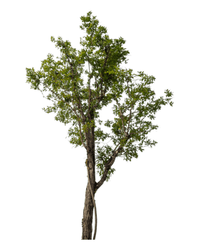 Green tree isolated on transparent background png