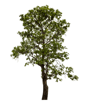 Green tree isolated on transparent background png