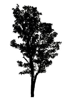 Realistic tree silhouette isolated on transparent background with clipping path and alpha channel png