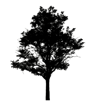 Realistic tree silhouette isolated on transparent background with clipping path and alpha channel png