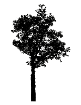 Realistic tree silhouette isolated on transparent background with clipping path and alpha channel png
