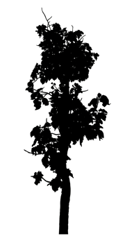 Realistic tree silhouette isolated on transparent background with clipping path and alpha channel png