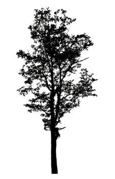 Realistic tree silhouette isolated on transparent background with clipping path and alpha channel png