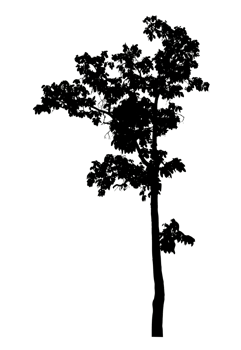 Realistic tree silhouette isolated on transparent background with clipping path and alpha channel png