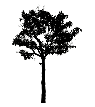 Realistic tree silhouette isolated on transparent background with clipping path and alpha channel png