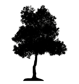 Realistic tree silhouette isolated on transparent background with clipping path and alpha channel png
