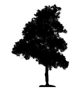 Realistic tree silhouette isolated on transparent background with clipping path and alpha channel png