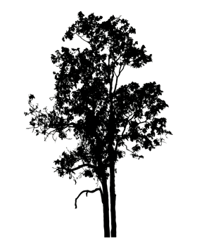 Realistic tree silhouette isolated on transparent background with clipping path and alpha channel png