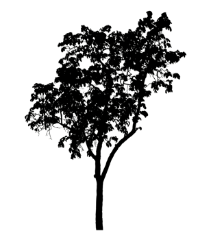 Realistic tree silhouette isolated on transparent background with clipping path and alpha channel png