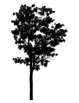 Realistic tree silhouette isolated on transparent background with clipping path and alpha channel png