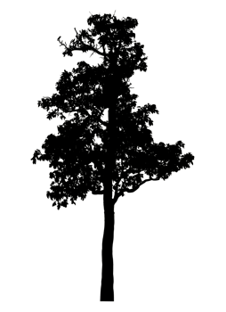 Realistic tree silhouette isolated on transparent background with clipping path and alpha channel png