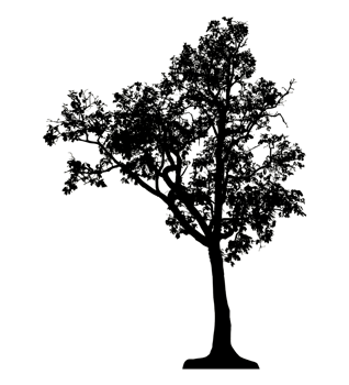 Realistic tree silhouette isolated on transparent background with clipping path and alpha channel png